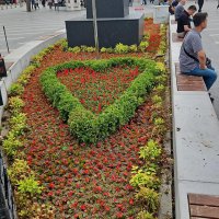 Bursa çiçek bahçesine dönüşüyor 