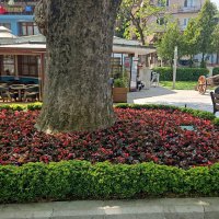 Bursa çiçek bahçesine dönüşüyor 