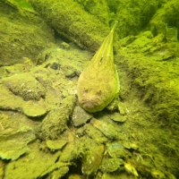 Gemlik Körfezi’nde dalgıçlardan dip temizliği 