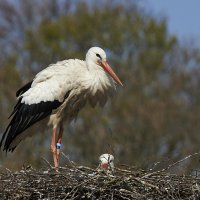 Bursa Leylek Şenliği, dolu dolu içeriğiyle başlıyor 