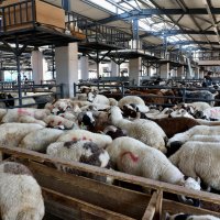 Başkan Bozbey’den Kurban Pazarı’na ziyaret 