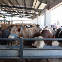 Başkan Bozbey’den Kurban Pazarı’na ziyaret 