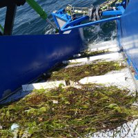 Büyükşehir’den deniz temizliği 