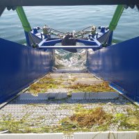 Büyükşehir’den deniz temizliği 