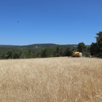 Siyez buğdayında hasat bereketi 