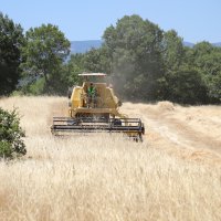 Siyez buğdayında hasat bereketi 