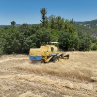 Siyez buğdayında hasat bereketi 