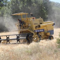 Siyez buğdayında hasat bereketi 