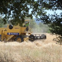 Siyez buğdayında hasat bereketi 