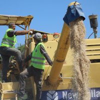Siyez buğdayında hasat bereketi 