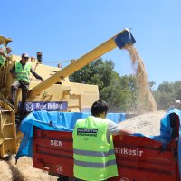 Siyez buğdayında hasat bereketi 