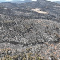 Başkan Bozbey: 10 bin futbol sahası kadar alanı kaybetmenin üzüntüsünü yaşıyoruz 