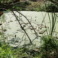 Büyükşehir’den ‘Yeşil Bursa’ seferberliği 