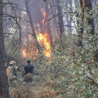 Büyükşehir'den Gündoğdu yangını seferberliği 