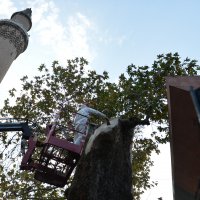 Bursa’nın asırlık çınarı koruma altına alındı 