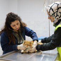 Bursa Büyükşehir patili dostların yanında 
