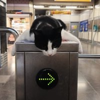 Burulaş'tan patili dostlar için düzenli ve güvenli beslenme çağrısı 