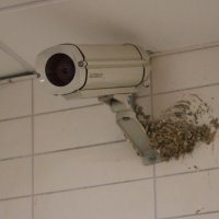 Burulaş'tan patili dostlar için düzenli ve güvenli beslenme çağrısı 