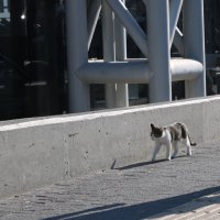 Burulaş'tan patili dostlar için düzenli ve güvenli beslenme çağrısı 