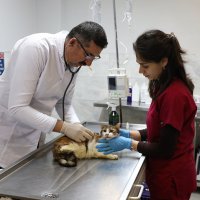 Yaralı kediye Büyükşehir şefkati 