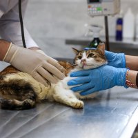 Yaralı kediye Büyükşehir şefkati 