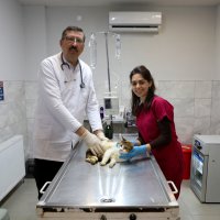 Yaralı kediye Büyükşehir şefkati 