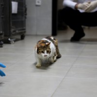 Yaralı kediye Büyükşehir şefkati 