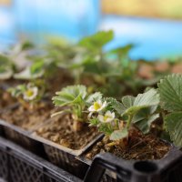 Bursa'da çiftçilere eğitim desteği 