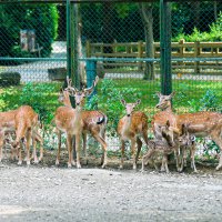 Bursa Hayvanat Bahçesi’nde yavru alageyik heyecanı 