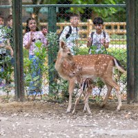 Bursa Hayvanat Bahçesi’nde yavru alageyik heyecanı 