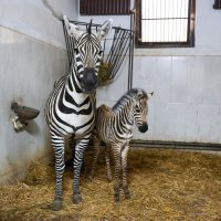Bursa Hayvanat Bahçesi’nde zebra ailesi büyüyor 