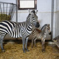 Bursa Hayvanat Bahçesi’nde zebra ailesi büyüyor 