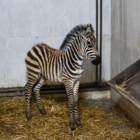 Bursa Hayvanat Bahçesi’nde zebra ailesi büyüyor 